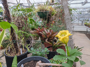 Solandra grandiflora blooming in The SFASU Biology Greenhouse